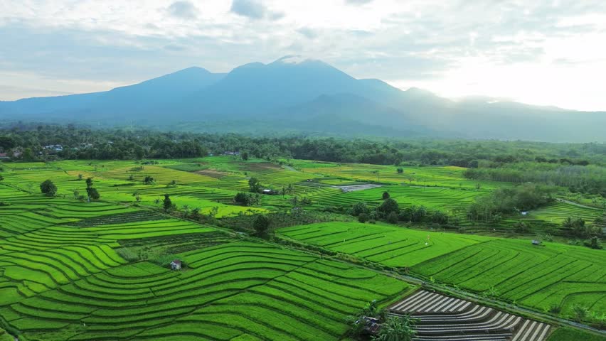 Beautiful morning view indonesia panorama landscape paddy fields with beauty color and sky natural light