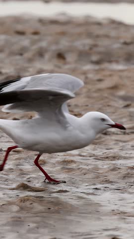 Silver gull runs and takes off from wet sandy beach, smooth tracking camera movement.