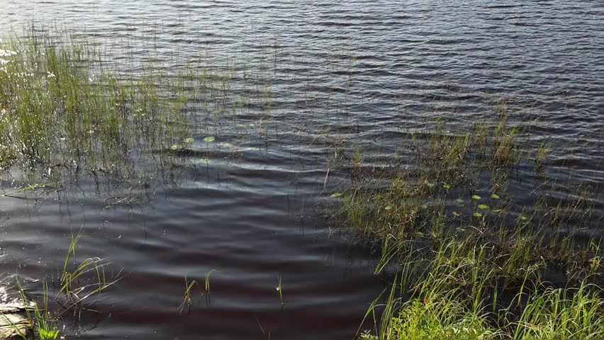 Summer scene of a lake with vibrant green plants and reflective ripples of calm water. Wild nature composition of lakeside grass, marsh vegetation and soft waves, relaxing natural background