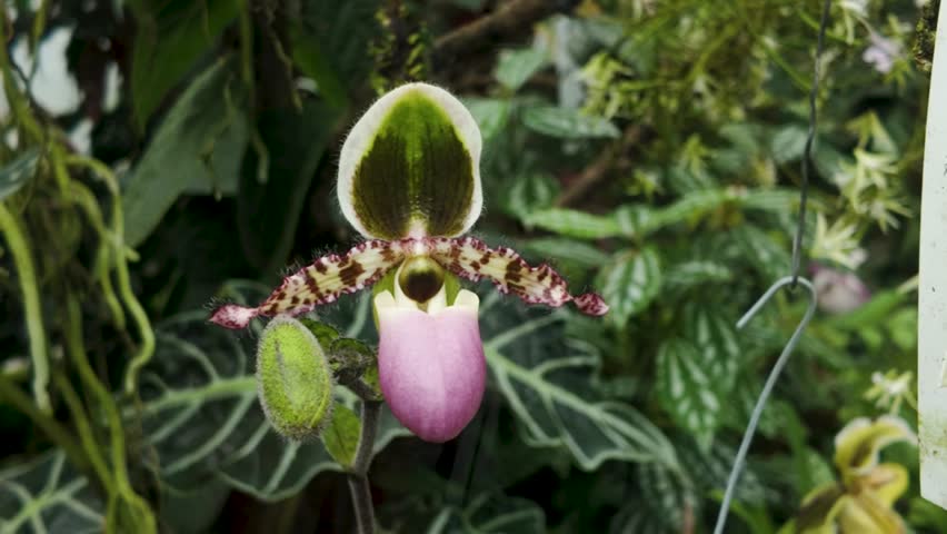 Orchid Flower Captured with Stunning Parallax Pan in 4K Resolution