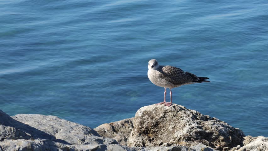 Close-Up of a Seagull Standing on a Rock by the Sea