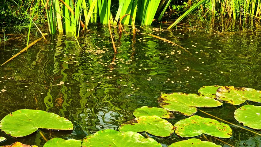 Close-up of lily pads and reeds floating in a still pond in the Latvian countryside. Latvia