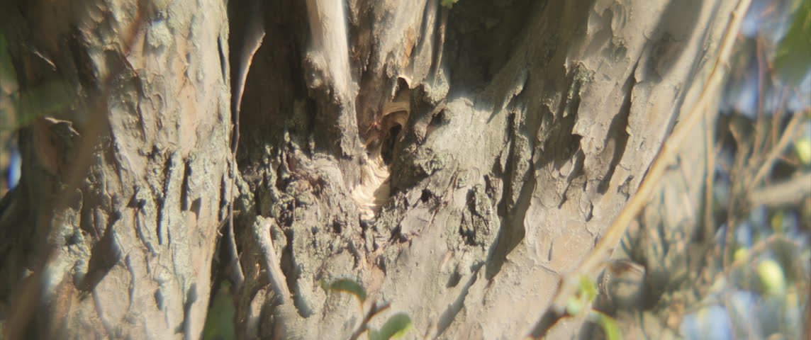 Nest of giant hornets inside the tree 4K scope video