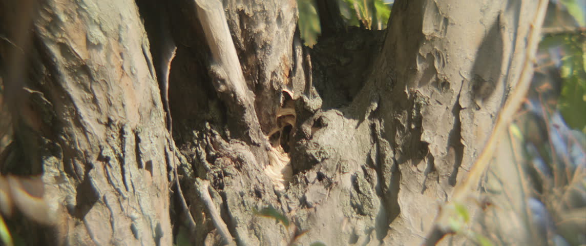 Insect Vespa crabro nest shallow DOF 4K anamorphic video