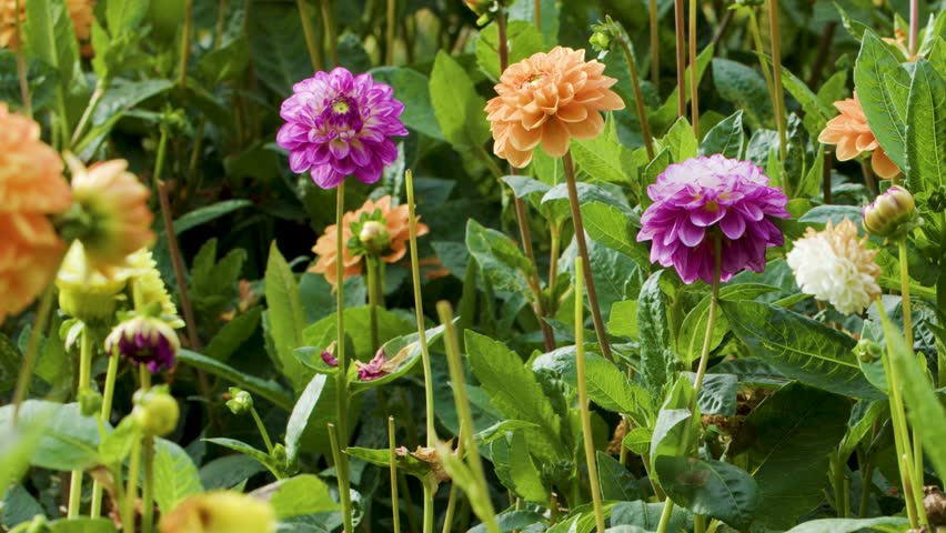 Camera slowly pans over blooming pink, purple, and orange dahlias in bright natural daylight