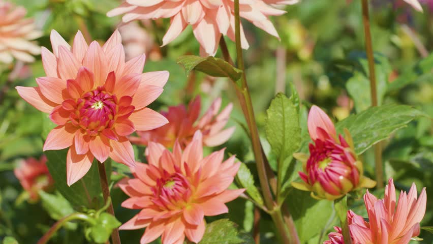 Camera slowly pans across vibrant Dahlia pinnata flowers in bright outdoor garden sunlight