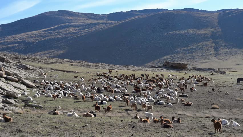 A large herd of goats and sheep graze across the vast, arid landscape of the Mongolian steppe. A scene of traditional nomadic animal husbandry and rural life.