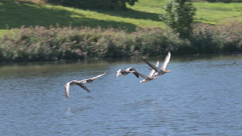 Group of five Greylag Geese (Anser anser) flying over a lake. September, Kent, UK. Slow motion x5