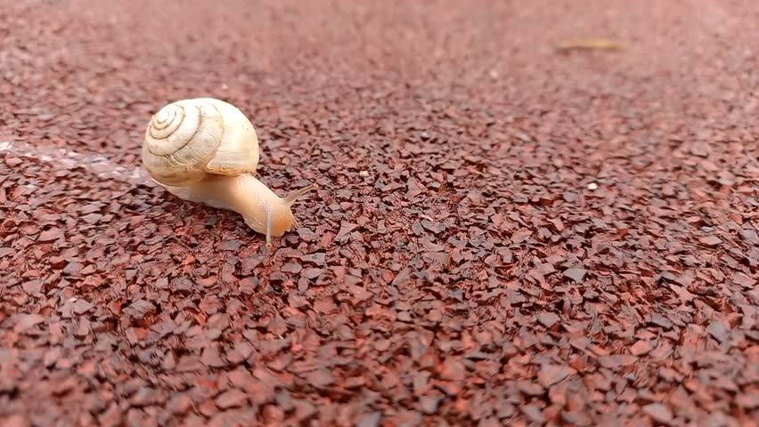 A close-up of a lone snail slowly crawling across a red, textured surface. The video captures the subtle movement of its body and the detail of its shell against the rough ground.