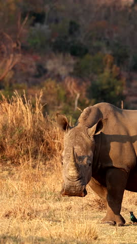 White rhino ears scans for sounds as it's basking in sunrise light, vertical