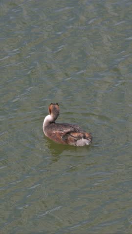 Great Crested Grebe (Podiceps cristatus) adult preening its feathers on a lake, seen from above. August, Kent, UK. Half speed. Vertical.