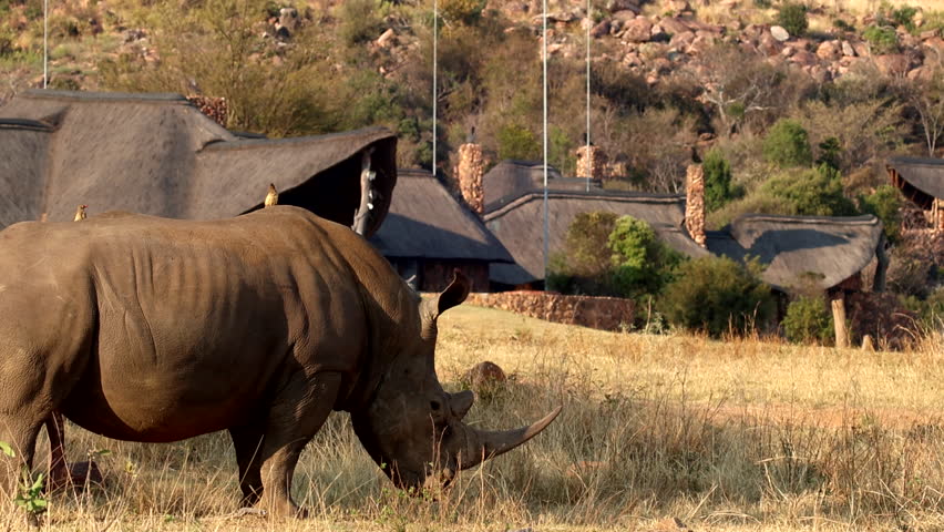 White rhino bull with erection and big horn stretches in field near safari lodge