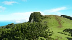 Captivating drone panorama of the breathtaking Fanal forest in Madeira, ancient laurel trees surrounded by drifting mist softly glowing at sunrise, push in movement - Powered by Shutterstock - Get 15% off with code: PIKWIZARD15