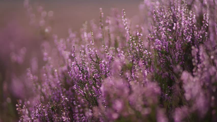 Clusters of purple heather dominate the frame in soft daylight across summer wild field, bees buzz around in air