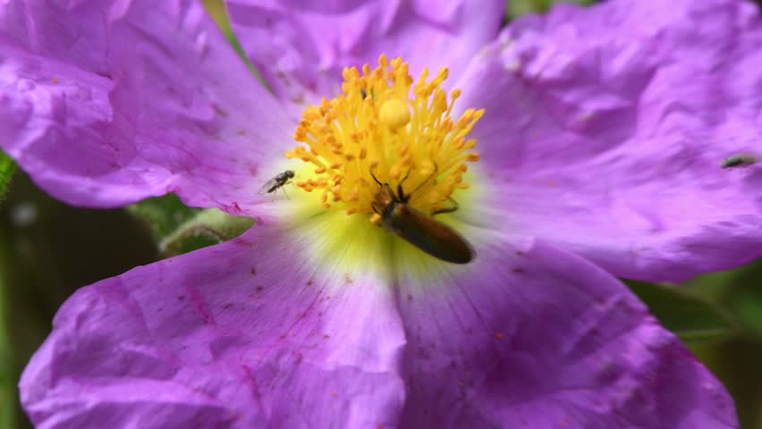 The video  is a close-up still from a video of a beetle pollinating a vibrant pink and yellow flower.