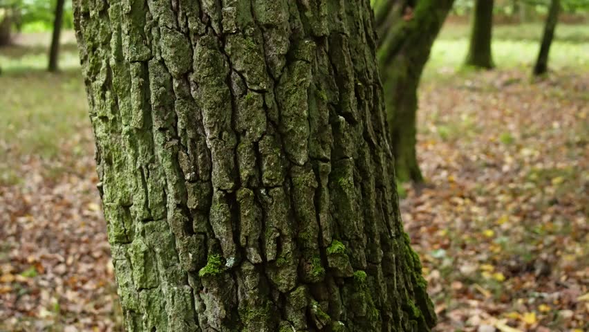 Moss and forest floor plants glow in gentle light play beneath the canopy