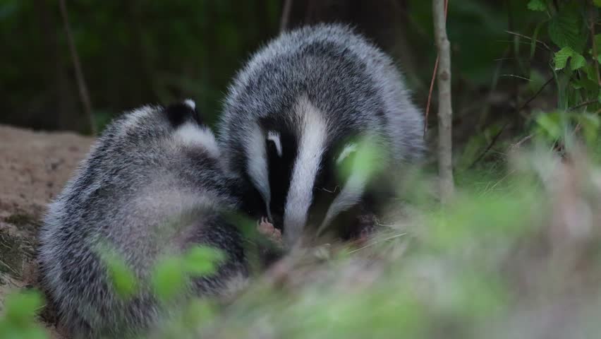 European two young badgers Meles meles spring time in forest Poland Europe