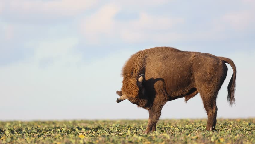 Mammals - wild nature European bison ( Bison bonasus ) Wisent bull standing on the autumn field sundown North Eastern part of Poland, Europe Knyszynska Primeval Forest