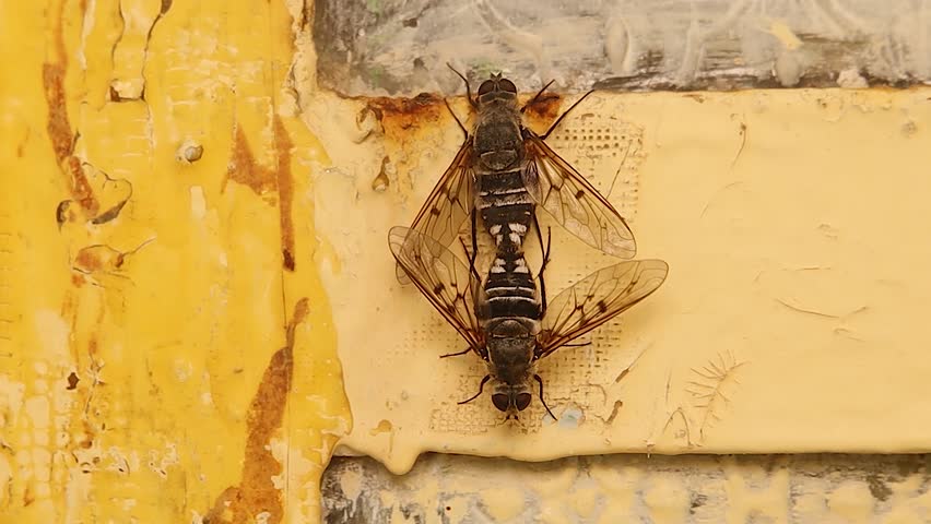 Closeup two horseflies mating, showing detailed wings, striped body, and natural insect behavior. Rare moment in wildlife and entomology, perfect for educational, scientific, nature themes. Horsefly