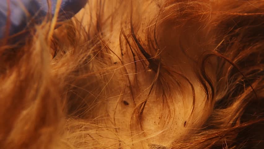 Veterinarian examines dog fur to detect fleas during health check. Important for pet care, parasite awareness, veterinary training, animal health education and promoting responsible dog ownership. Vet