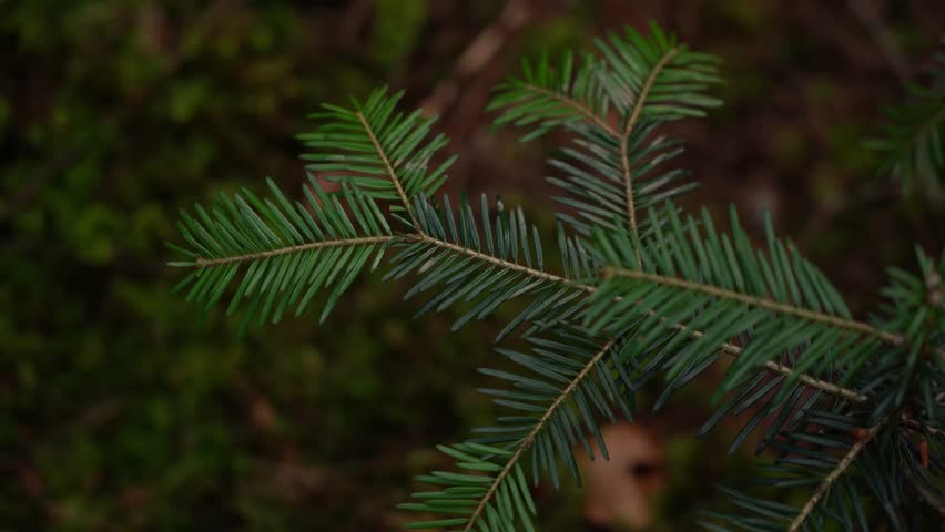 Discovering the beauty of evergreen branches in a serene forest setting during late afternoon. Summer hiking in Carpathian Mountains, Ukraine