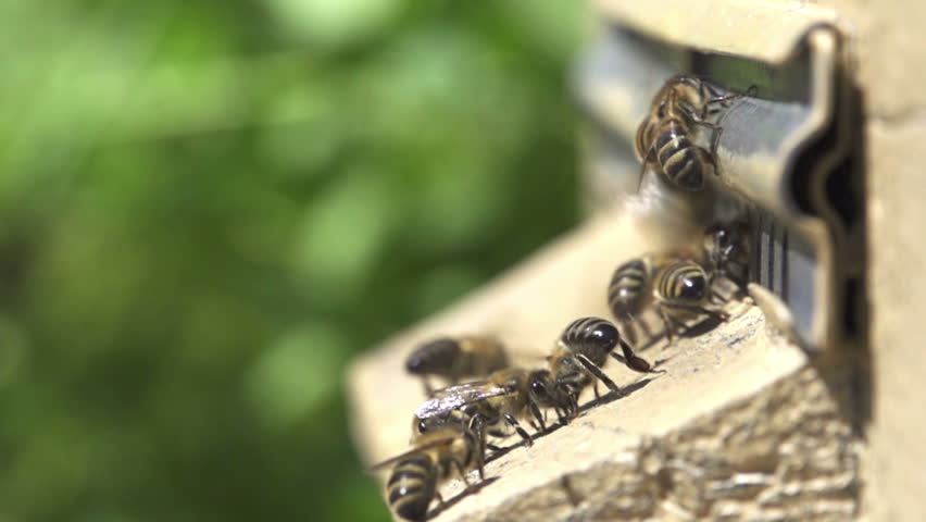 Honey bees swarming and flying around their beehive