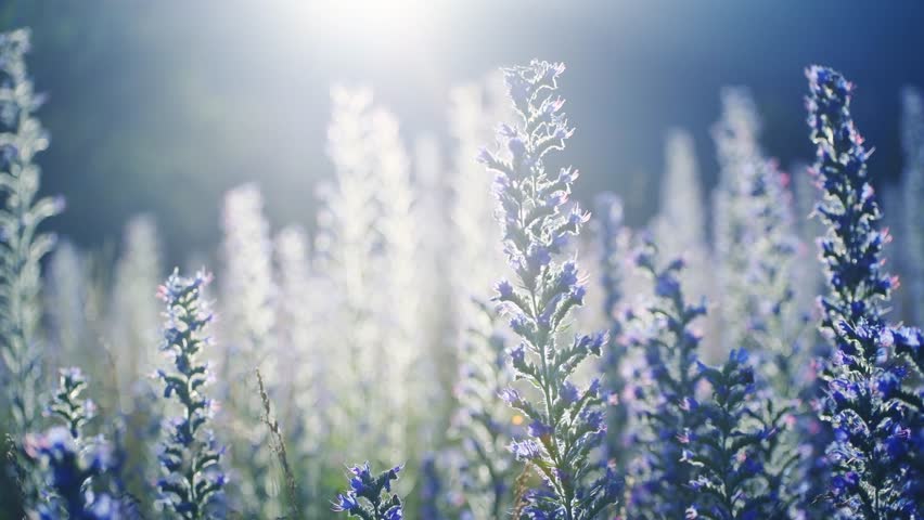 Wild blue flowers in the mountains at sunset. Flowers swaying in the wind. Summer nature background. Selective focus
