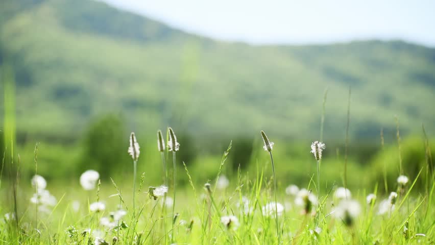 Wild green grass with flowers and dandelions in the mountains. Plants swaying in the light wind. Summer nature background. Selective focus

