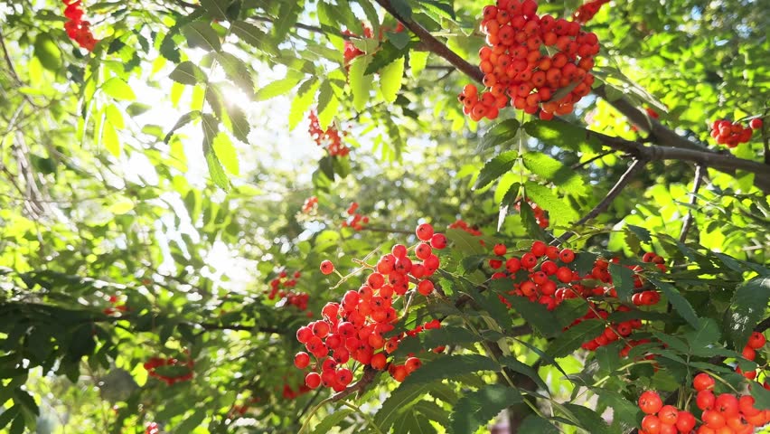 Rowan tree with red rowan berries against the sky at sunny day. Sunlight shines through the leaves. Branches swaying in the wind
