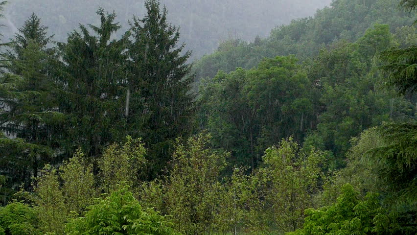 Torrential rain in the forest. Slow motion.
Scene of copious rain between the trees of the field on a dark day.