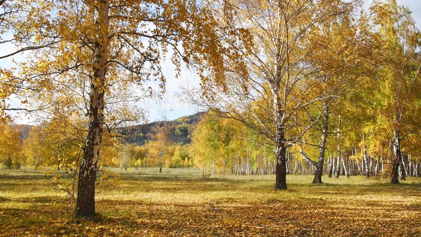 Autumn trees on the forest meadow in sunny day. Yellow leaves swaying in the light wind. Beautiful autumn landscape.  
