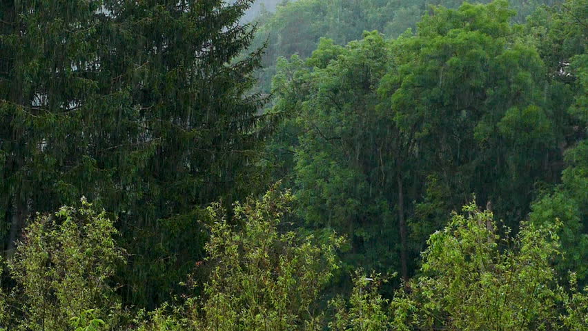 Torrential rain in the forest. Slow motion.
Scene of copious rain between the trees of the field on a dark day.