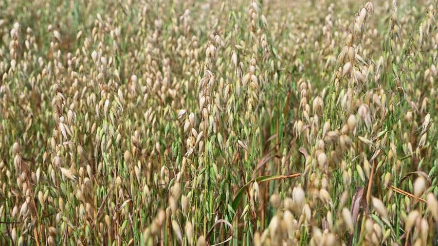 Close-up of ripe golden oat swaying in the light wind in field. The concept of agriculture. The oatfield is ready for harvesting. The world food crisis
