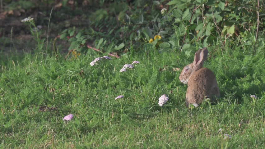 Black domestic Cat in the shadows stalking a Rabbit (Oryctolagus cuniculus) with the viral disease Myxomatosis, on a garden lawn. September, Kent, UK. Half speed (He did eventually catch the rabbit)