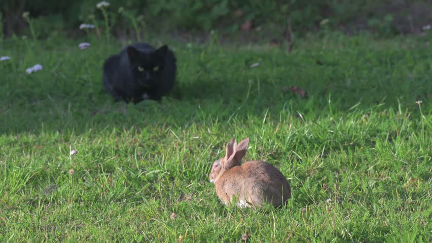 Black domestic Cat in the shadows stalking a Rabbit (Oryctolagus cuniculus) with the viral disease Myxomatosis, on a garden lawn. September, Kent, UK. Half speed (He did eventually catch the rabbit)