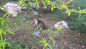 Stray tabby cat sitting among blooming flowers and green foliage, calm outdoor moment for animal, garden, seasonal and nature projects - Powered by Shutterstock - Get 15% off with code: PIKWIZARD15