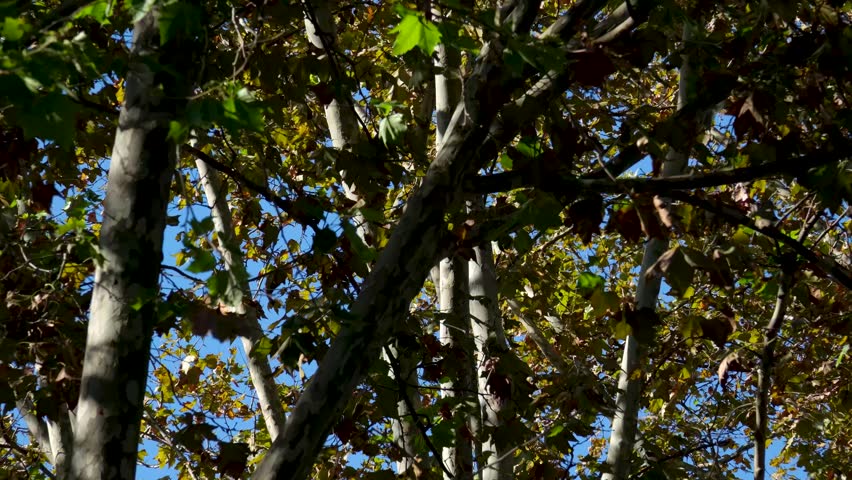 Autumn foliage displays bright yellow leaves on trees under a cloudy sky, showcasing the beauty of seasonal change and natures vibrant colors during the fall.