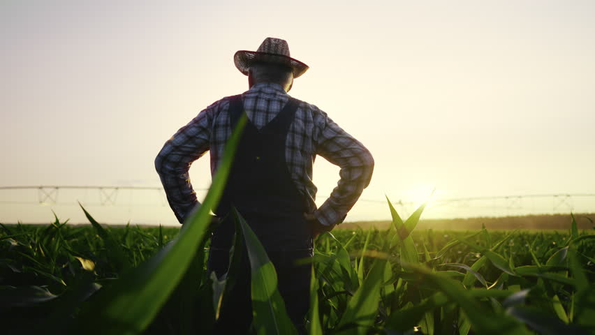 Dream of future, senior farm worker viewing farmland and thinking about harvest. Back view of agronomist of farm owner standing alone in agricultural field in summer day, work in nature, contemplation