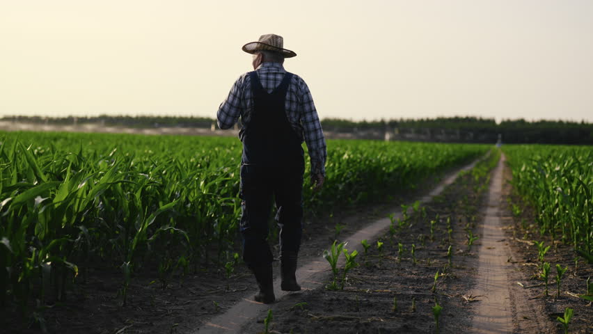 Calm rural area and walking old farmer on road along green field, back view. Cinematic slow motion shot in countryside, unity of person and nature, aged agronomist viewing farmland, growing corn