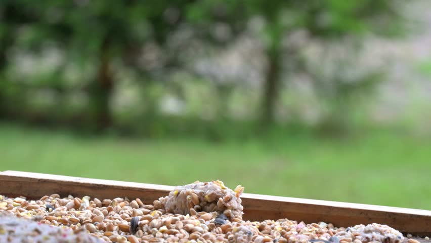 House Sparrow (Passer domesticus) female arriving at a bird table and manipulating seeds will its beak before flying away with two. August, Kent, UK. Slow motion x5