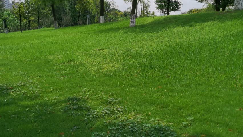 Lush Green Lawn with Trees: A Park