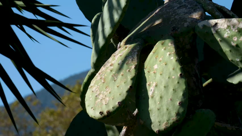 Green prickly pear in bright sunlight against the sky