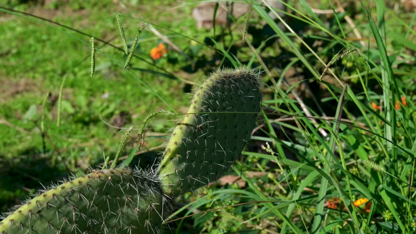 Euphorbia ingens Candelabra succulent tree with columnar branches and spikes