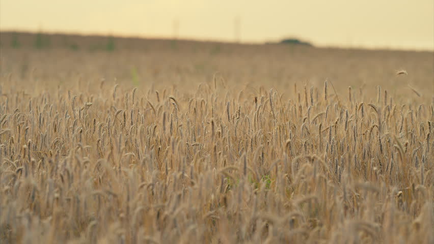 A Serene and Beautiful Golden Wheat Field at Dusk with a picturesque landscape and vibrant colors