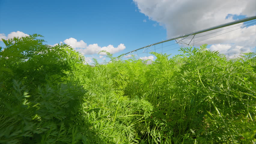 Experience the Lush carrots Green Fields Under a Bright and Inviting Sky that Captivates the Senses