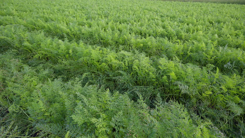 Vibrant Green carrots Fields Full of Diverse Agricultural Crops Carefully Arranged in Neat Rows