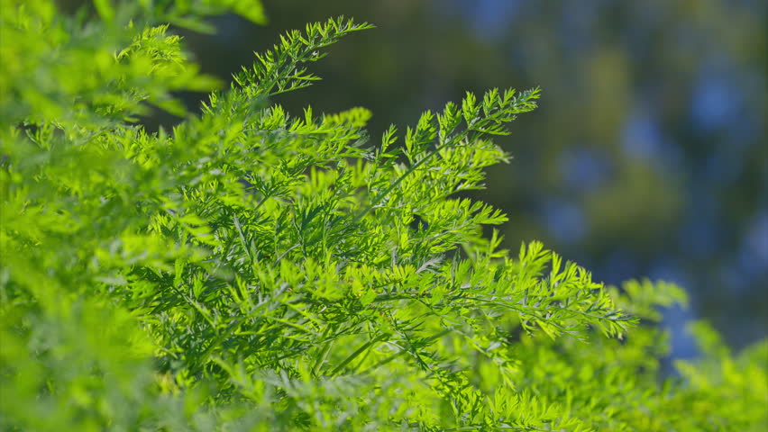Lush and vibrant green foliage beautifully contrasting against a soft, inviting background