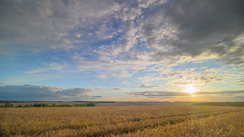 A Stunning and Beautiful Golden Sunset Over a Lush Cotton Field in the Twilight Sky