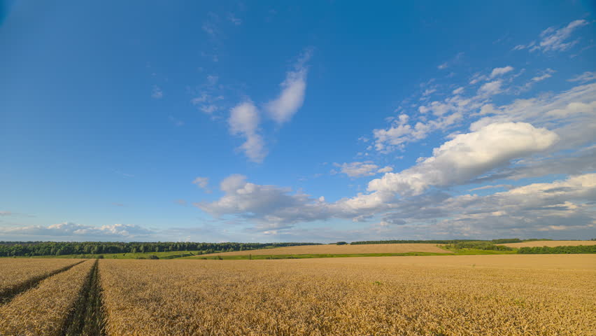 An Expansive Agricultural Field Sprawling Underneath a Clear, Bright Blue Sky Today
