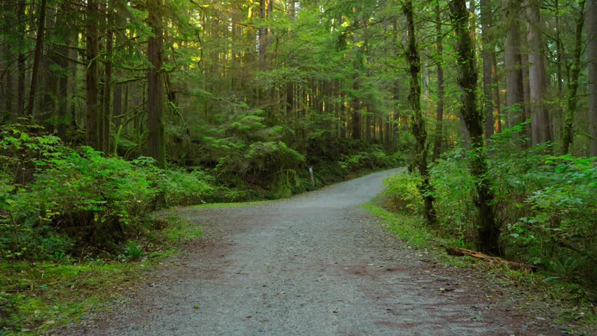 Moving through the lush green forest along the path. Stunning Canadian nature.